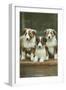 St. Bernard Puppies-null-Framed Art Print