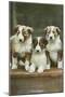 St. Bernard Puppies-null-Mounted Art Print