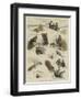 St Bernard to the Rescue-Sydney Prior Hall-Framed Premium Giclee Print