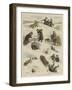 St Bernard to the Rescue-Sydney Prior Hall-Framed Giclee Print