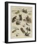 St Bernard to the Rescue-Sydney Prior Hall-Framed Giclee Print