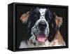 St.Bernard, USA-Lynn M. Stone-Framed Stretched Canvas