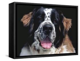 St.Bernard, USA-Lynn M. Stone-Framed Stretched Canvas