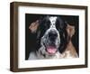 St.Bernard, USA-Lynn M. Stone-Framed Premium Photographic Print