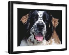 St.Bernard, USA-Lynn M. Stone-Framed Photographic Print