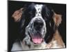 St.Bernard, USA-Lynn M. Stone-Mounted Photographic Print