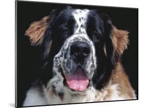 St.Bernard, USA-Lynn M. Stone-Mounted Photographic Print