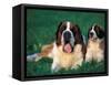 St. Bernard with Puppy in Grass-Adriano Bacchella-Framed Stretched Canvas