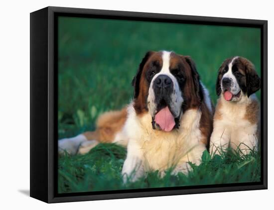 St. Bernard with Puppy in Grass-Adriano Bacchella-Framed Stretched Canvas