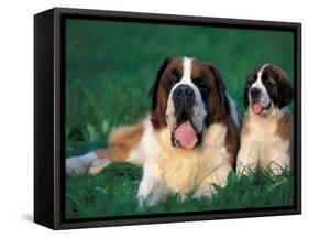 St. Bernard with Puppy in Grass-Adriano Bacchella-Framed Stretched Canvas