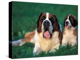 St. Bernard with Puppy in Grass-Adriano Bacchella-Stretched Canvas