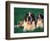 St. Bernard with Puppy in Grass-Adriano Bacchella-Framed Premium Photographic Print