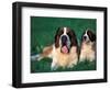 St. Bernard with Puppy in Grass-Adriano Bacchella-Framed Premium Photographic Print