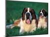 St. Bernard with Puppy in Grass-Adriano Bacchella-Mounted Premium Photographic Print