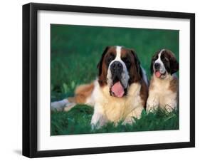 St. Bernard with Puppy in Grass-Adriano Bacchella-Framed Photographic Print