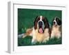 St. Bernard with Puppy in Grass-Adriano Bacchella-Framed Photographic Print