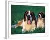 St. Bernard with Puppy in Grass-Adriano Bacchella-Framed Photographic Print