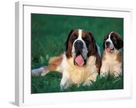 St. Bernard with Puppy in Grass-Adriano Bacchella-Framed Photographic Print