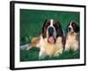 St. Bernard with Puppy in Grass-Adriano Bacchella-Framed Photographic Print