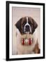 St. Bernard-DLILLC-Framed Premium Photographic Print