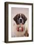 St. Bernard-DLILLC-Framed Photographic Print