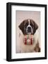 St. Bernard-DLILLC-Framed Photographic Print