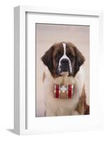 St. Bernard-DLILLC-Framed Photographic Print