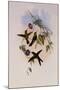 St. Domingo Hummingbird, Sporadinus Elegans-John Gould-Mounted Premium Giclee Print