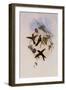 St. Domingo Hummingbird, Sporadinus Elegans-John Gould-Framed Giclee Print