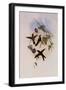 St. Domingo Hummingbird, Sporadinus Elegans-John Gould-Framed Giclee Print