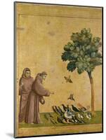St. Francis of Assisi Preaching to the Birds-Giotto di Bondone-Mounted Premium Giclee Print