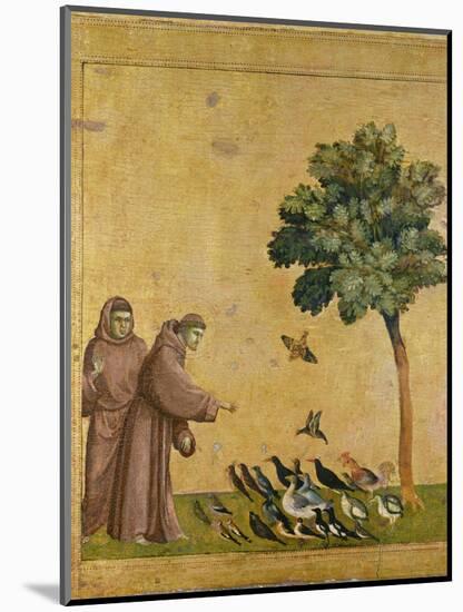 St. Francis of Assisi Preaching to the Birds-Giotto di Bondone-Mounted Premium Giclee Print