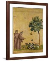 St. Francis of Assisi Preaching to the Birds-Giotto di Bondone-Framed Giclee Print