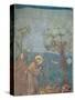 St. Francis Preaching to the Birds, 1297-99-Giotto di Bondone-Stretched Canvas