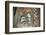 St. George and Dragon, Uran Kidane Meherate Church, Zege Peninsula, Lake Tana, Ethiopia, Africa-Sybil Sassoon-Framed Photographic Print