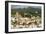 St. George'S, Grenada, Windward Islands, West Indies, Caribbean, Central America-Tony-Framed Photographic Print