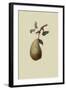 St. Germain Pear-William Hooker-Framed Art Print