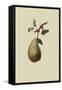 St. Germain Pear-William Hooker-Framed Stretched Canvas