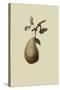 St. Germain Pear-William Hooker-Stretched Canvas