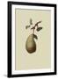 St. Germain Pear-William Hooker-Framed Art Print