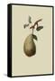 St. Germain Pear-William Hooker-Framed Stretched Canvas