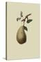 St. Germain Pear-William Hooker-Stretched Canvas