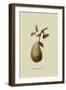 St. Germain Pear-William Hooker-Framed Art Print