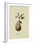 St. Germain Pear-William Hooker-Framed Art Print