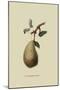 St. Germain Pear-William Hooker-Mounted Art Print