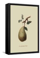 St. Germain Pear-William Hooker-Framed Stretched Canvas