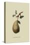 St. Germain Pear-William Hooker-Stretched Canvas