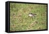 St Helena Sand Plover Only Endemic Landbird-null-Framed Stretched Canvas