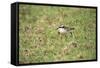 St Helena Sand Plover Only Endemic Landbird-null-Framed Stretched Canvas