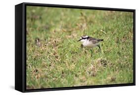 St Helena Sand Plover Only Endemic Landbird-null-Framed Stretched Canvas